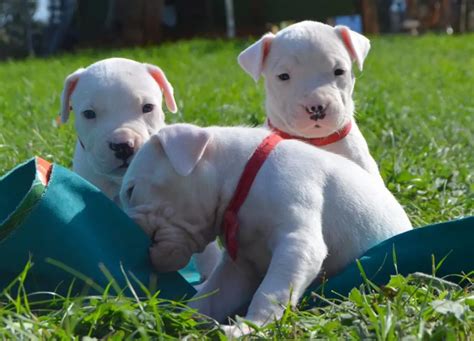 Argentine dogo puppies - Prices for Dogo Argentino puppies for sale in St. Louis, MO vary by breeder and individual puppy. On Good Dog today, Dogo Argentino puppies in St. Louis, MO range in price from $2,500 to $3,500. Because all breeding programs are different, you may find dogs for sale outside that price range. ….